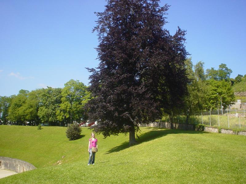 DSC04191 